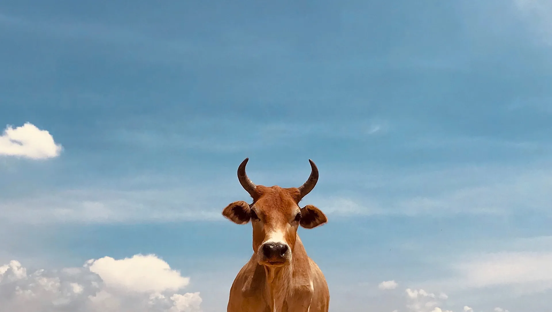 Image of a cow in the sky